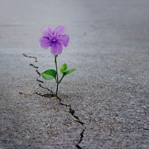 Meet your Posher, Sun